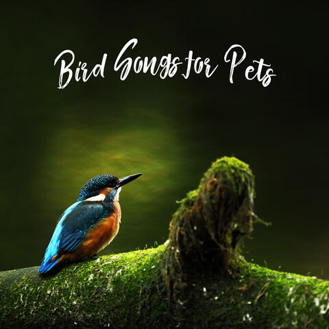 Relaxing Bird Songs to Help Your Pets Sleep