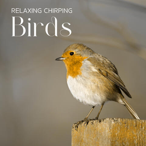 Relaxing Chirping Birds: Gentle Instrumental Music with Nature
