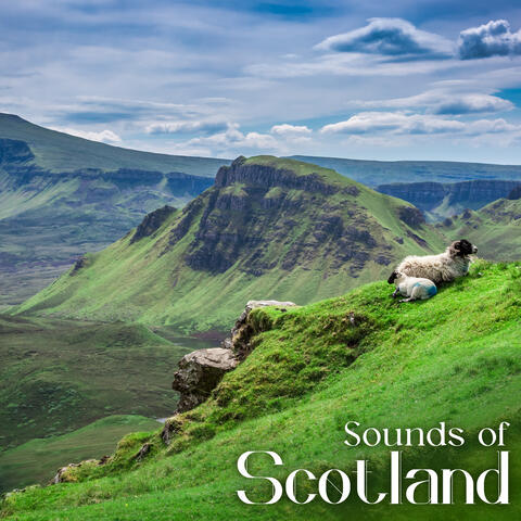 Sounds of Scotland: Peaceful Nature, Ambience Scottish Forest, Relaxing Journey