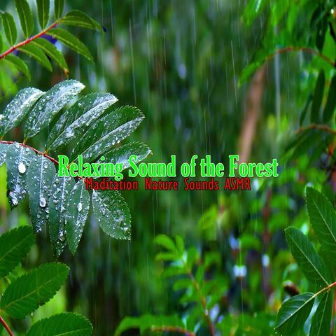 Relaxing Sound of the Forest