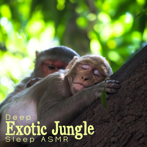 Deep Exotic Jungle Sleep ASMR