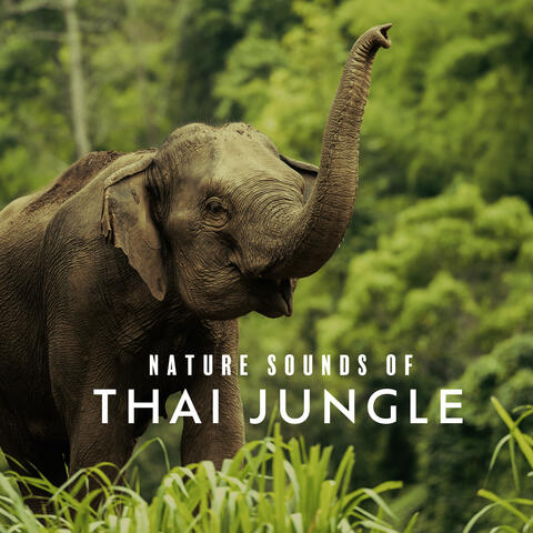 Nature Sounds of Thai Jungle (Pure Rainforest Relaxing Ambient Sounds)