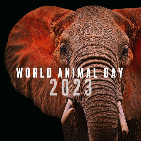 Calm Animals Music
