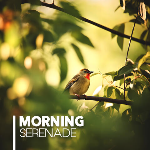 Morning Serenade: Birds Singing and Forest Ambience