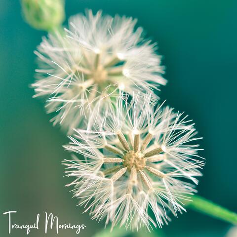 Tranquil Mornings