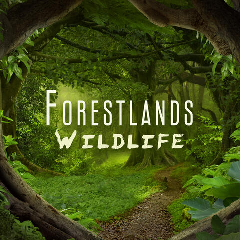 Forestlands Wildlife: Calming Nature Music, Outside Meditation Practice