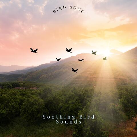 Bird Song
