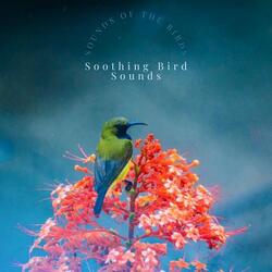 Late Afternoon Birdsong