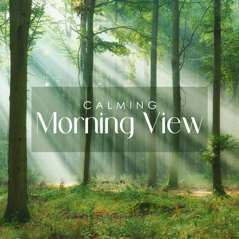 Calming Morning View: Stress Relief with the Sounds of the Forest