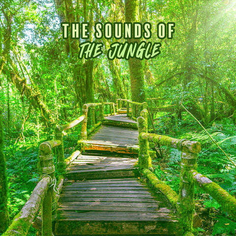 The Sounds Of The Jungle