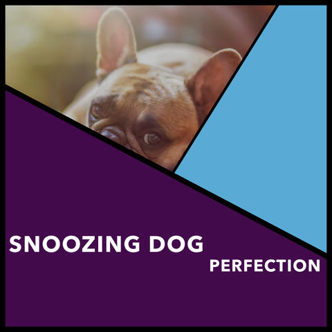 Snoozing Dog Perfection