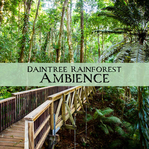 Daintree Rainforest Ambience (Relaxing Nature Sounds Collection)