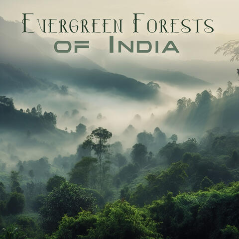 Evergreen Forests of India: Jungle Relaxing Sounds for Tropical Meditation & Stress Relief