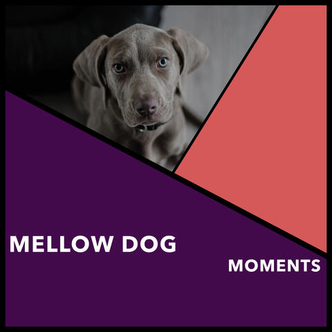 Mellow Dog Moments
