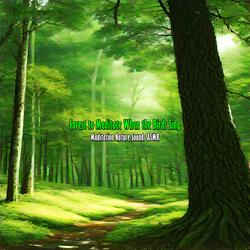 Meditating in the Deep Forest