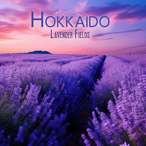 Hokkaido Lavender Fields