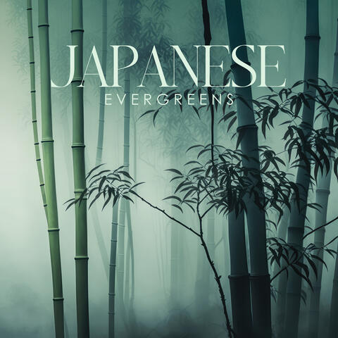 Japanese Evergreens: Bamboo Forest, Japanese Nature Sounds, Relaxation, Sleep and Spa