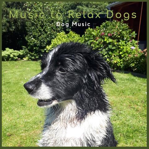 Dog Music