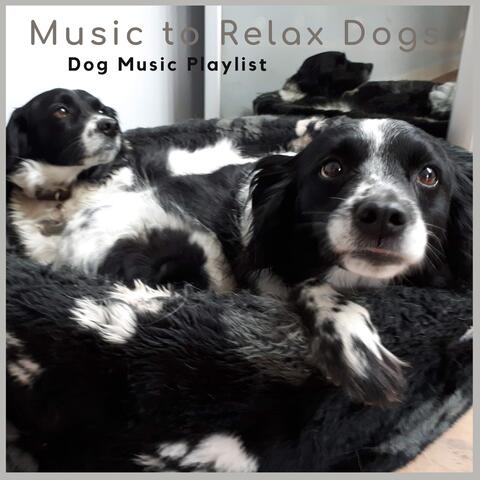 Dog Music Playlist