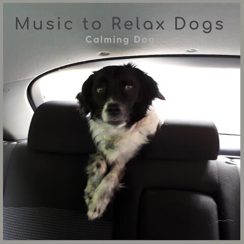 Calming Dog