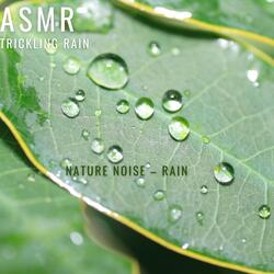 The Relaxing Sound of Rain