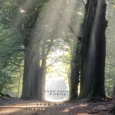 ASMR Forest Walking