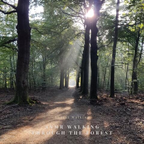 Forest Walking