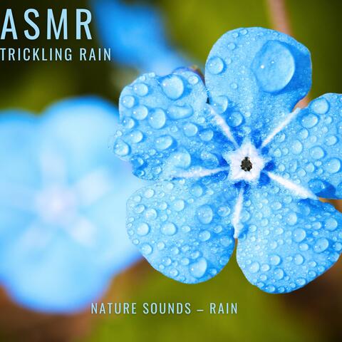 Nature Sounds – Rain