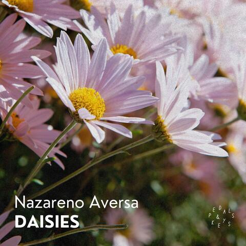 DAISIES