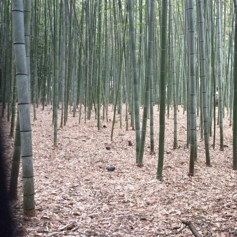 Bamboo Streets