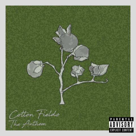 Cotton Fields