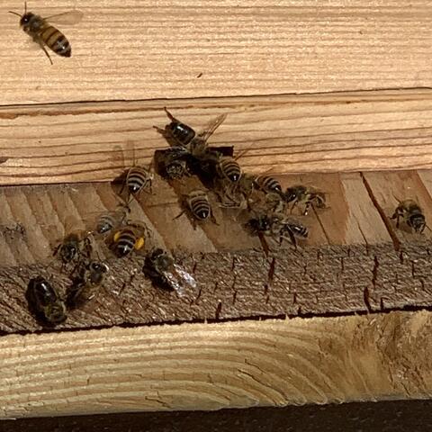 Covered in Bees