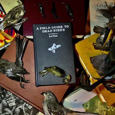 A Field Guide to Dead Birds