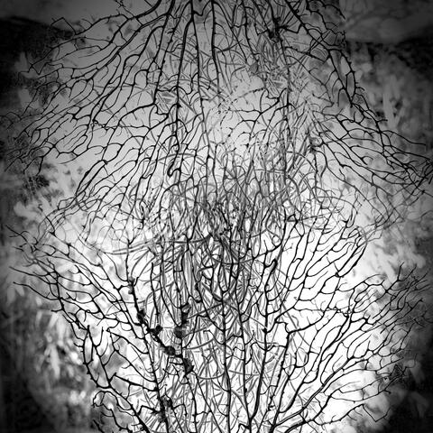 Sonorous Debris