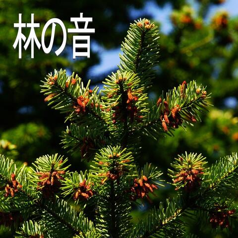 林の音