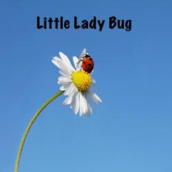 Little Lady Bug