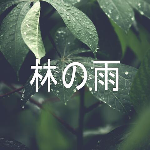 林の雨