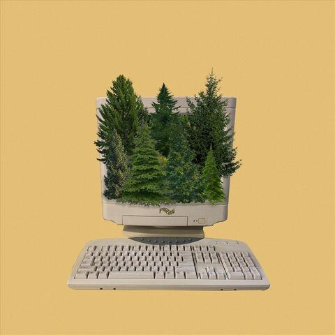 Evergreen