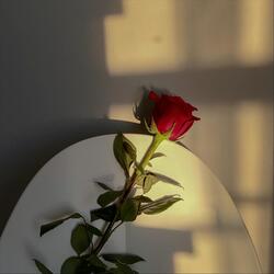 Querida Rosa
