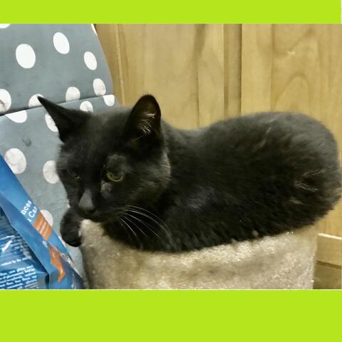 Ode to a Cat, Pistachio (AKA Rocky)
