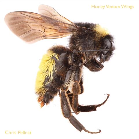 Honey Venom Wings
