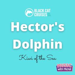 Hector's Dolphin (Black Cat Cruises)