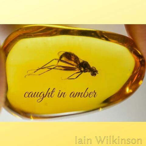 Caught in Amber