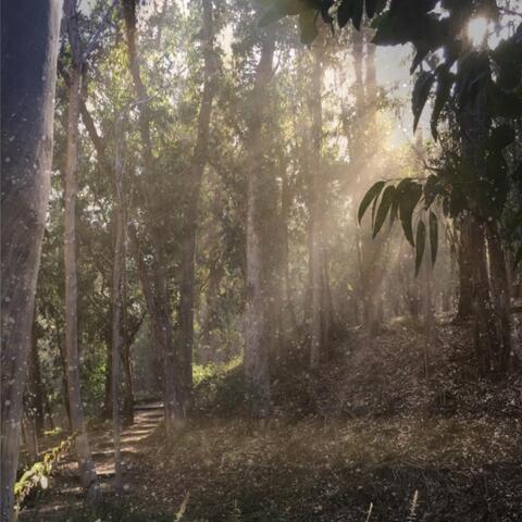 Groves