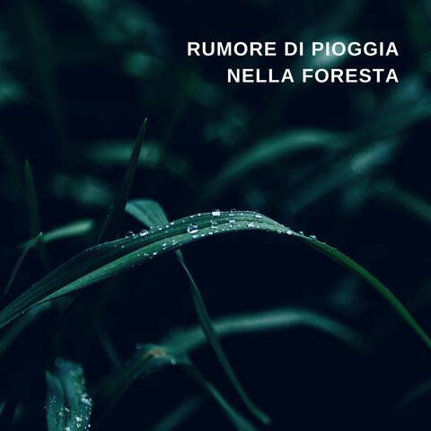 Rumore Di Pioggia Nella Foresta