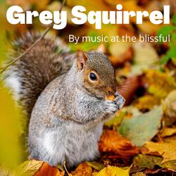 Grey Squirrel