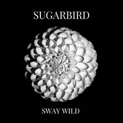 Sugarbird