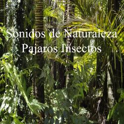 Sonidos de la Naturaleza Pajaros Viento Grillos Cigarras