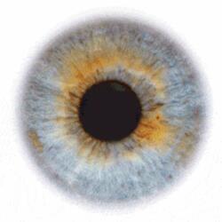 Pale Blue Eyes