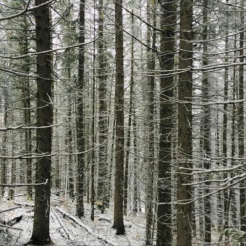 The Winter Ground